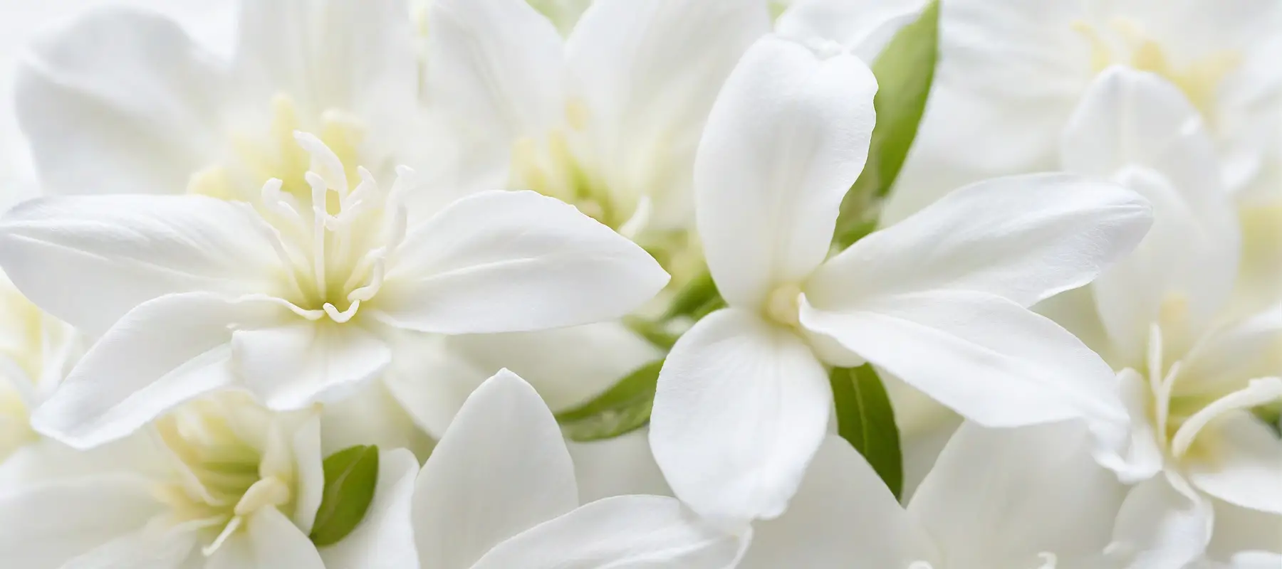 Why Shop With Us – Your Trusted Perfume Source,Experience Luxury With Confidence,Our Promise: Quality, Safety & Speed,The Buy Perfume Oil Guarantee,Certified quality, secure payments, 5-star service, and fast free delivery.Luxury fragrance shopping backed by trust a,From premium certification to express shipping — we’ve got you covered.nd excellence.